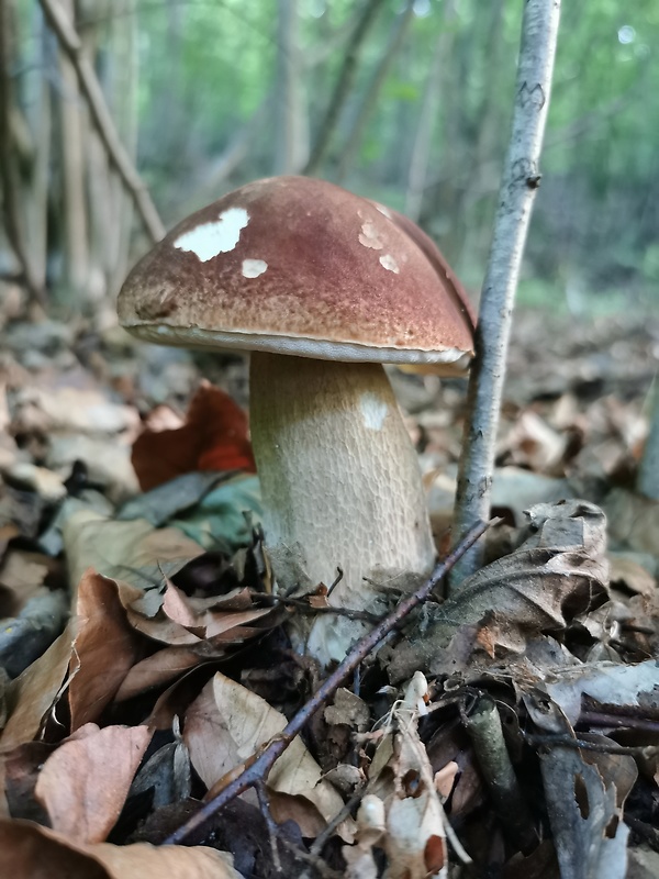 hríb Boletus sp.