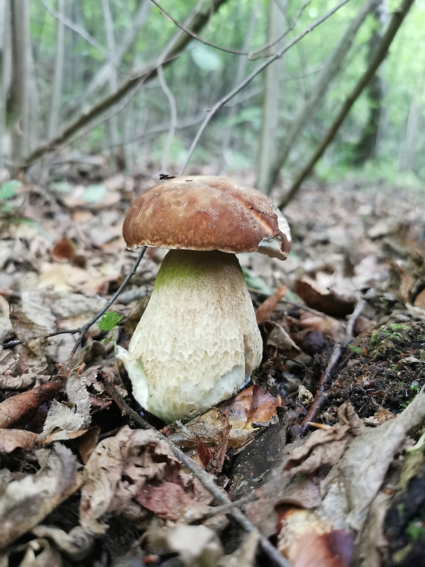 hríb Boletus sp.