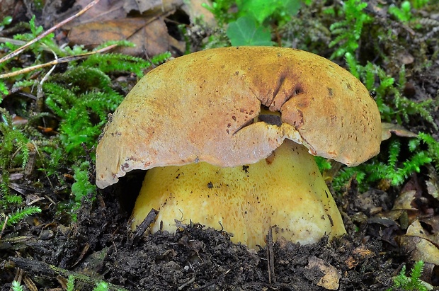 hríb horský Butyriboletus subappendiculatus (Dermek, Lazebn. & J. Veselský) D. Arora & J.L. Frank