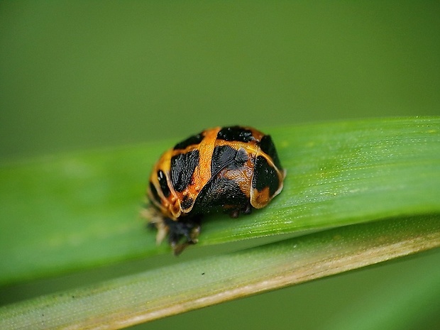 lienka východná Harmonia axyridis