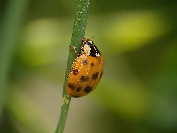 lienka východná Harmonia axyridis