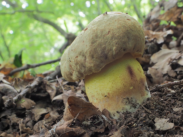 hríb plavý Hemileccinum impolitum (Fr.) Šutara