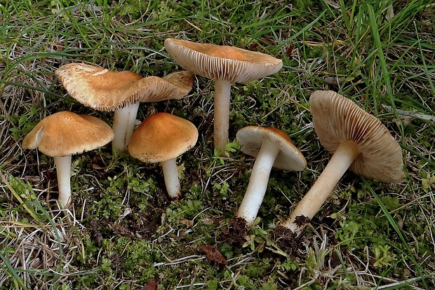 vláknica Langeho Inocybe langei R. Heim