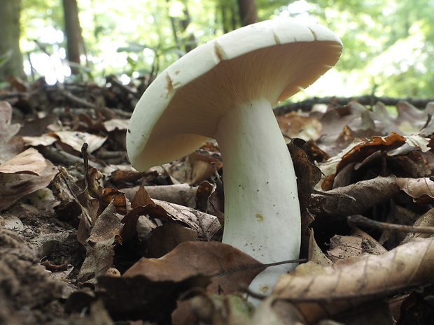 rýdzik korenistý Lactarius piperatus (L.) Pers.