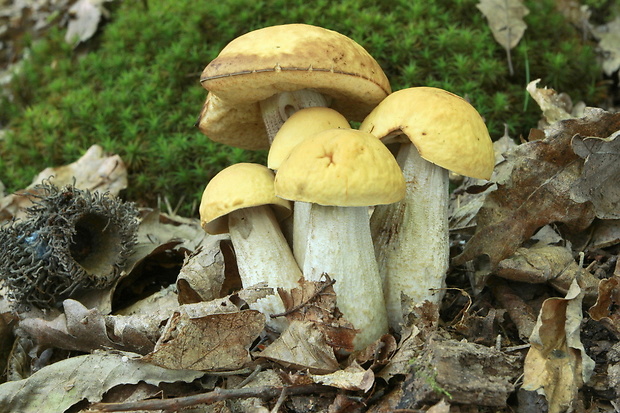 kozák Leccinum sp.