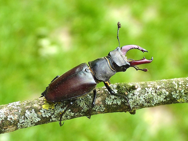 roháč veľký Lucanus cervus