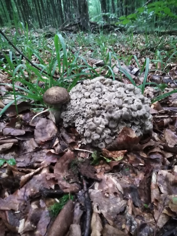 trúdnik klobúčkatý Polyporus umbellatus (Pers.) Fr.