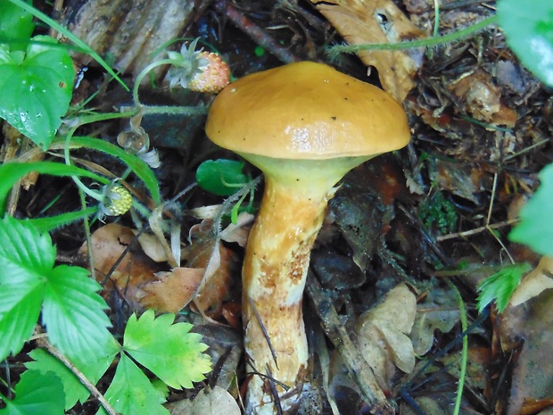 masliak smrekovcový Suillus grevillei (Klotzsch) Singer