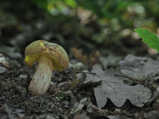 suchohríb plstnatý Xerocomus subtomentosus L.