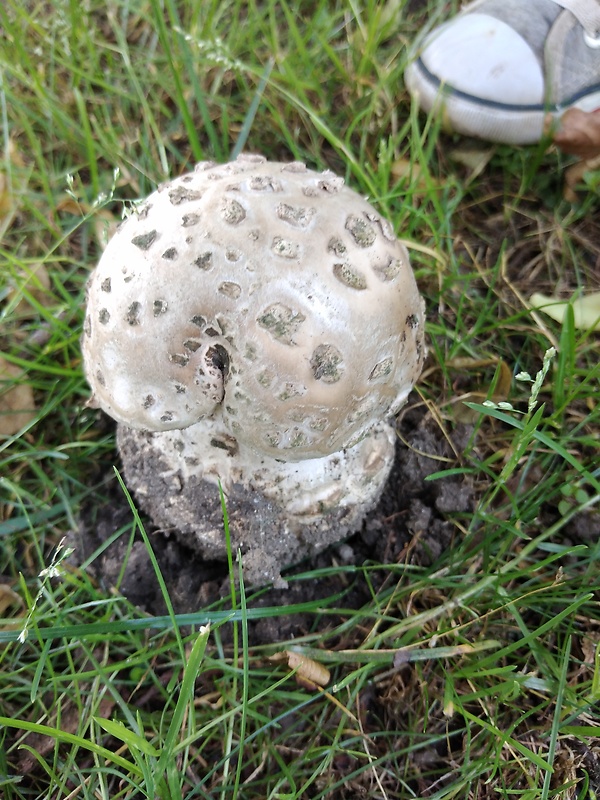 muchotrávka citrónovožltá Amanita citrina Pers.