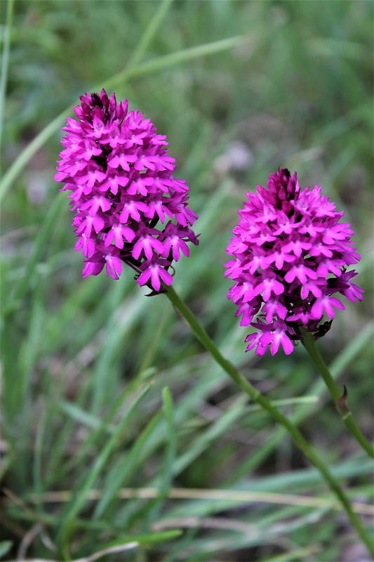 červenohlav ihlanovitý Anacamptis pyramidalis (L.) Rich