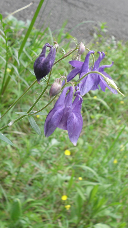 orlíček obyčajný Aquilegia vulgaris L.