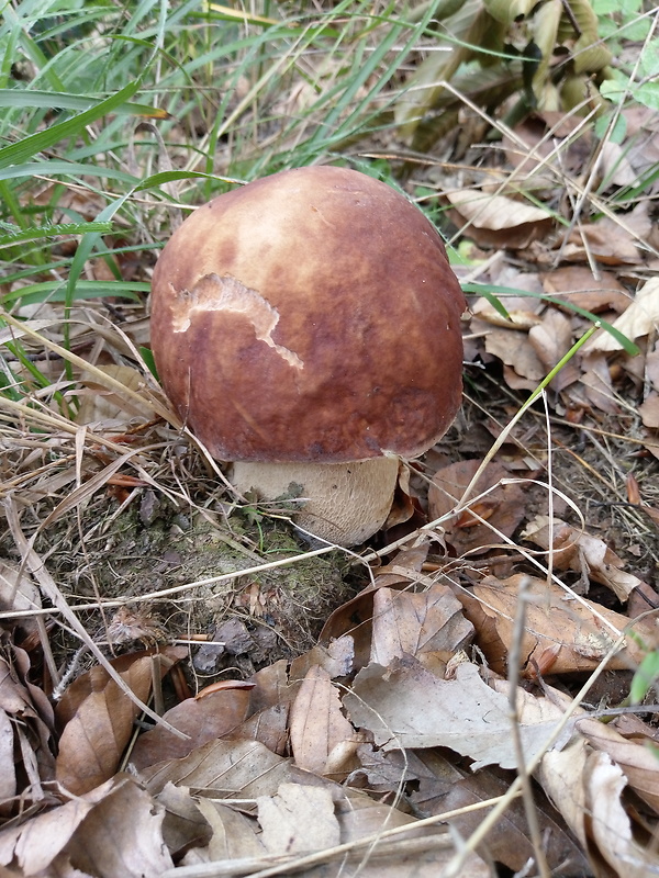 hríb dubový Boletus reticulatus Schaeff.