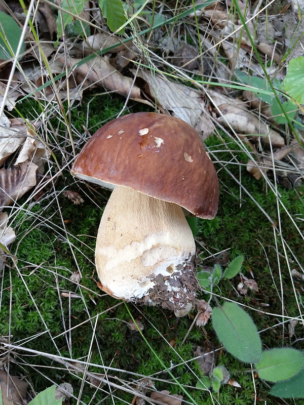 hríb dubový Boletus reticulatus Schaeff.