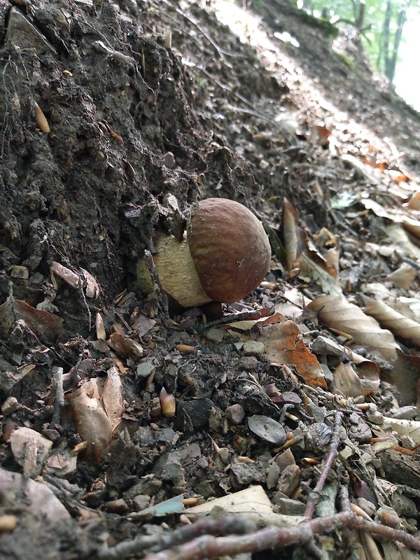 hríb dubový Boletus reticulatus Schaeff.