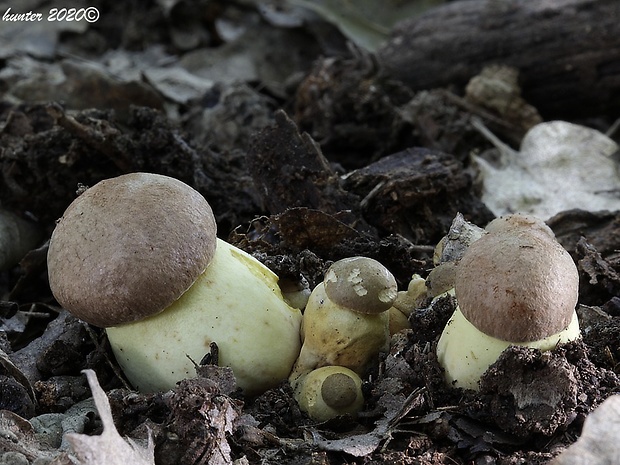 hríb príveskatý Butyriboletus appendiculatus (Schaeff. ex Fr.) Secr.