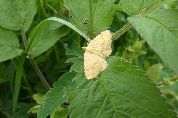 piadivka žihľavová Camptogramma  lbilineata