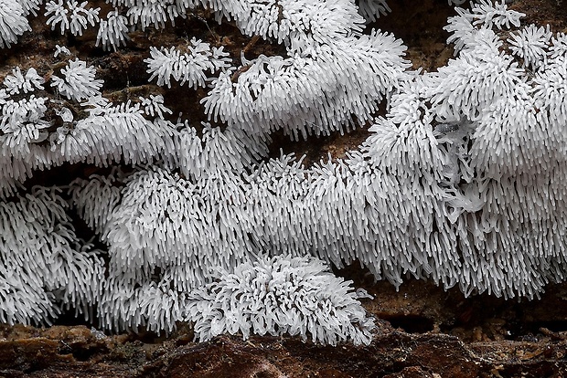 rohačka kríčkovitá Ceratiomyxa fruticulosa var. fruticulosa (O.F. Müll.) T. Macbr