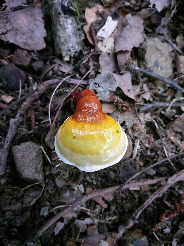 lesklokôrovka obyčajná Ganoderma lucidum (Curtis) P. Karst.