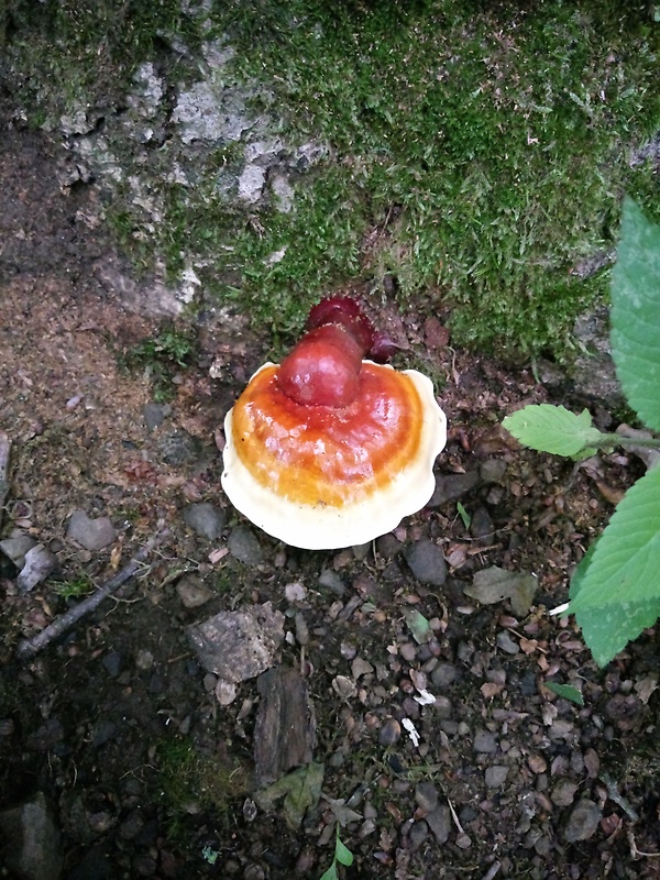 lesklokôrovka obyčajná Ganoderma lucidum (Curtis) P. Karst.