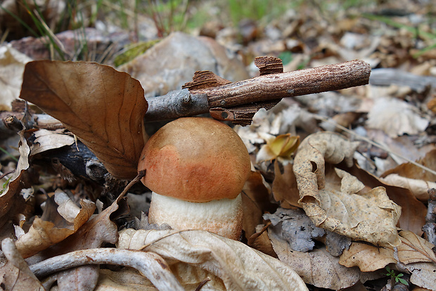 kozák dubový Leccinum aurantiacum (Bull.) Gray