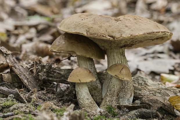 kozák hrabový Leccinum pseudoscabrum (Kallenb.) Šutara