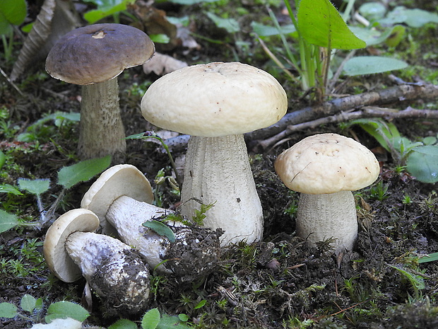 kozák hrabový Leccinum pseudoscabrum (Kallenb.) Šutara