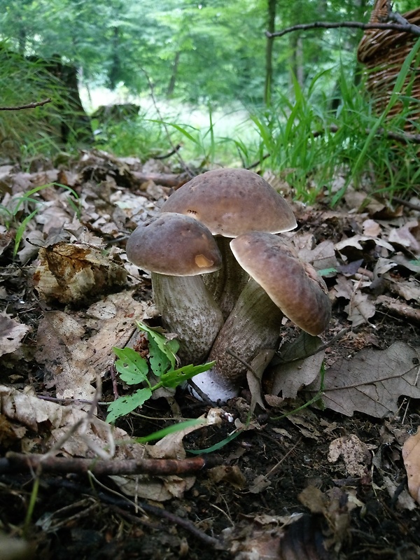 kozák hrabový Leccinum pseudoscabrum (Kallenb.) Šutara