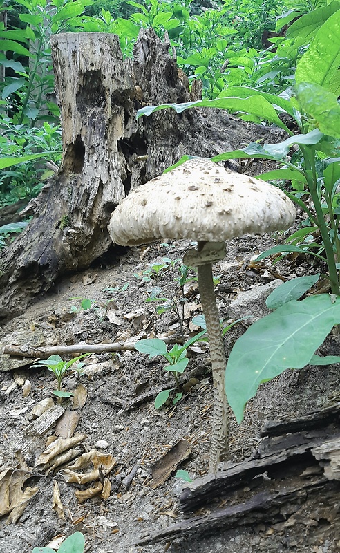 bedľa vysoká Macrolepiota procera (Scop.) Singer