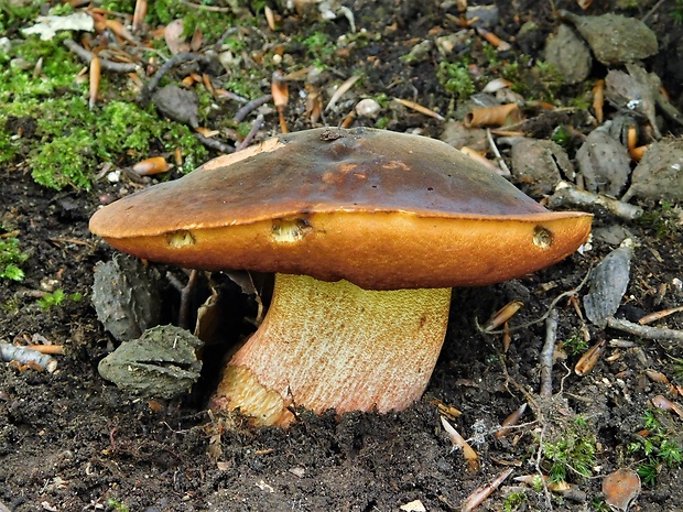 hríb zrnitohlúbikový Sutorius luridiformis (Rostk.) G. Wu & Zhu L. Yang