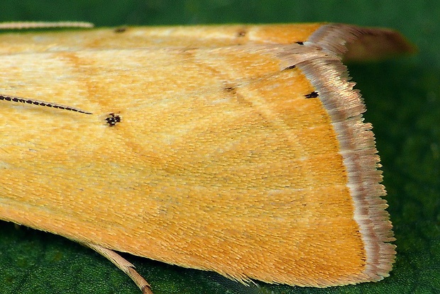 trávovec žltý sk) / travařík (cz) Xanthocrambus saxonellus Zincken, 1821