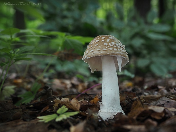 muchotrávka tigrovaná Amanita pantherina (DC.) Krombh.