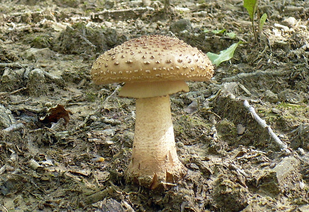 muchotrávka červenkastá Amanita rubescens Pers.