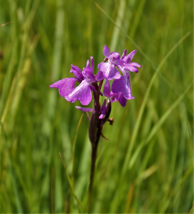 červenohlav močiarny Anacamptis palustris  (Jack.) R. M. Bateman, A. M. Pringeon & M. W. Chase