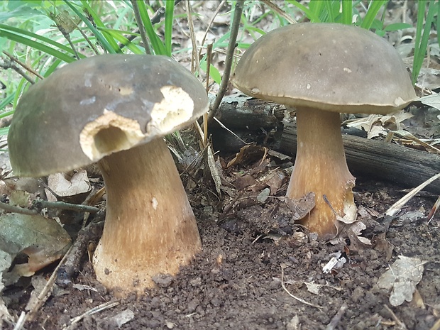 hríb bronzový Boletus aereus Bull. ex Fr.