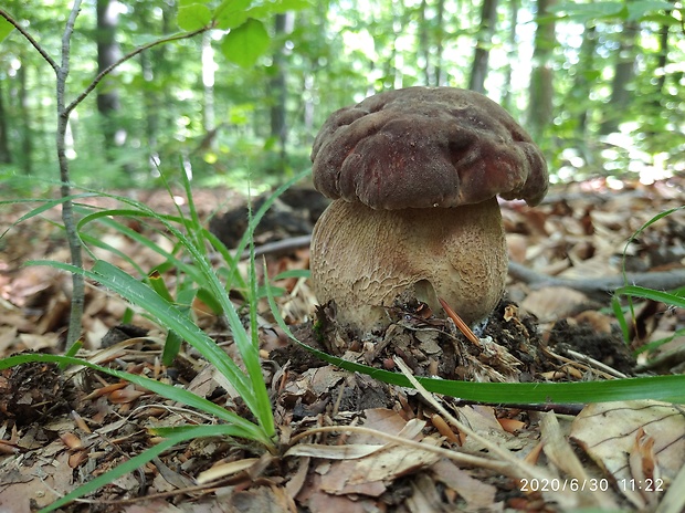 hríb dubový Boletus reticulatus Schaeff.