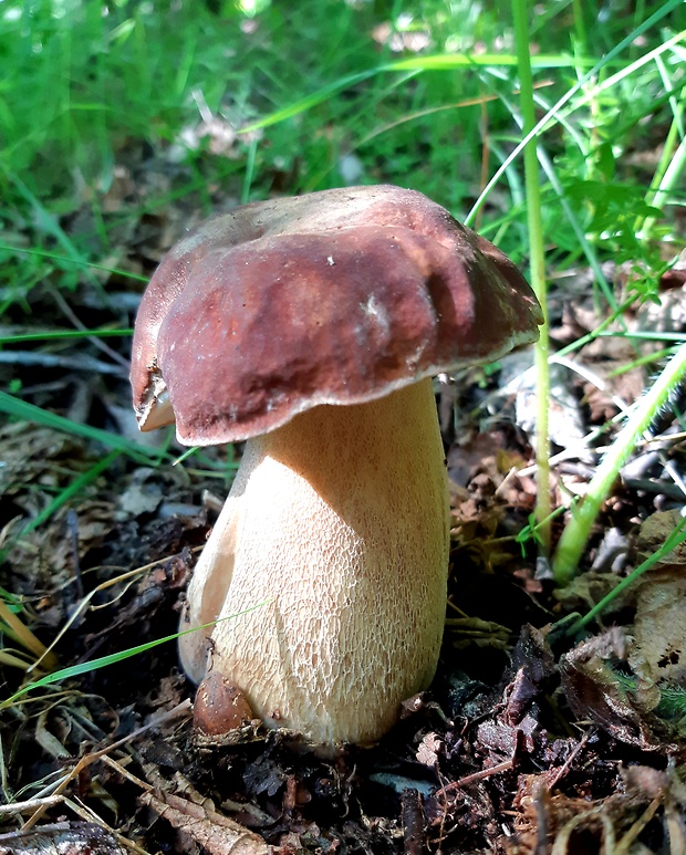 hríb dubový Boletus reticulatus Schaeff.