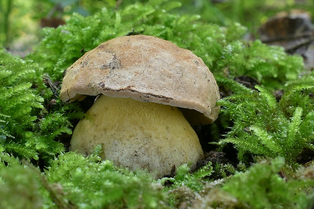 hríb horský Butyriboletus subappendiculatus (Dermek, Lazebn. & J. Veselský) D. Arora & J.L. Frank