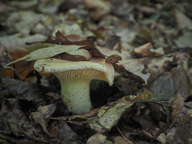 kuriatko jedlé Cantharellus cibarius Fr.