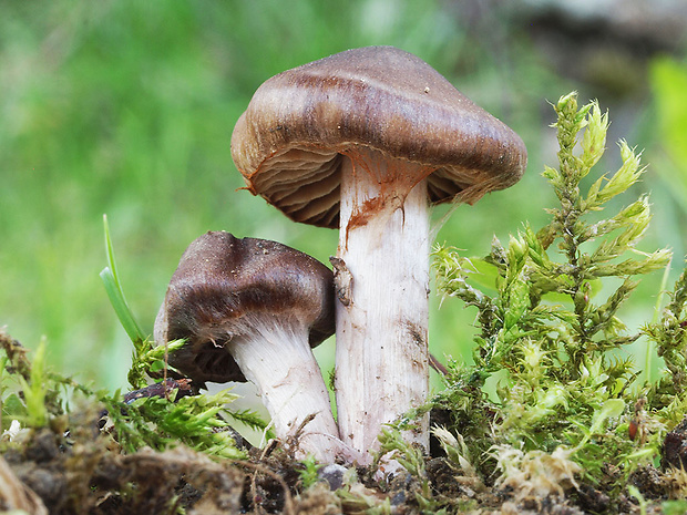 pavučinovec včasný Cortinarius vernus H. Lindstr. & Melot