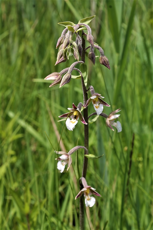 kruštík močiarny Epipactis palustris (L.) Crantz