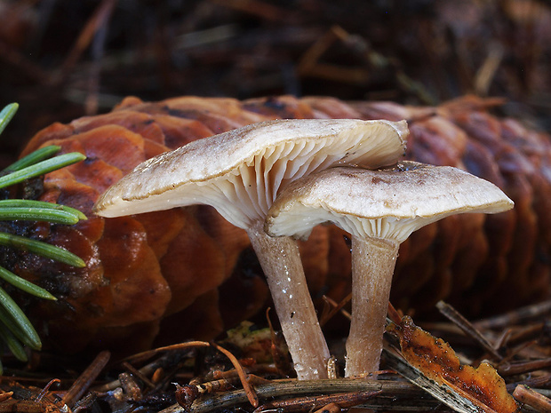 strmuľka srieňová Rhizocybe pruinosa (Lasch) Vizzini, G. Moreno, P. Alvarado & Consiglio