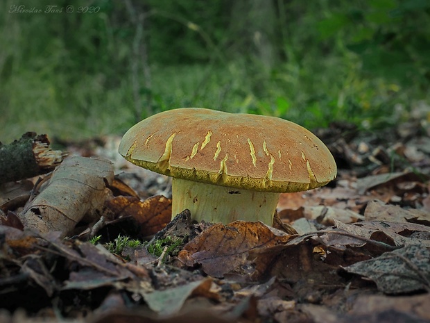 suchohríb plstnatý Xerocomus subtomentosus L.