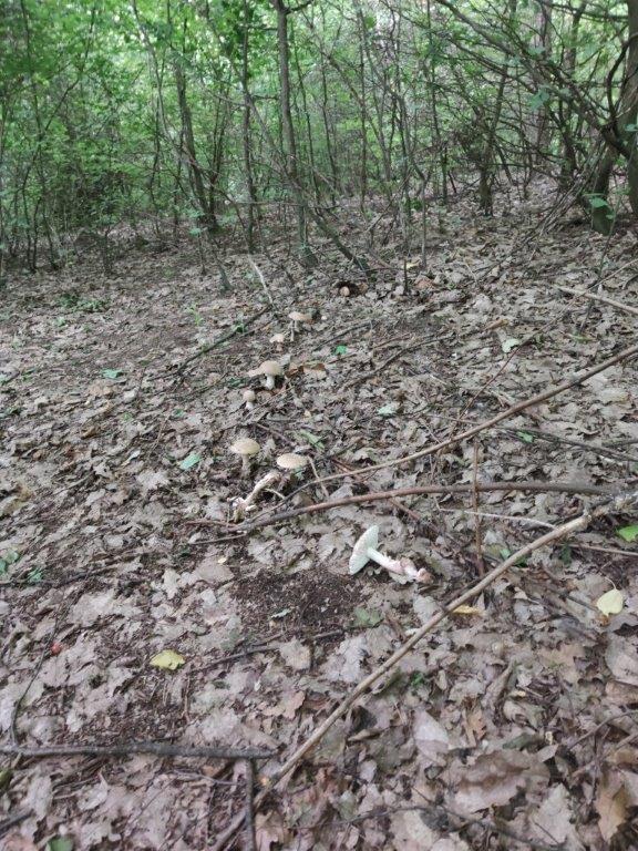 muchotrávka červenkastá Amanita rubescens Pers.