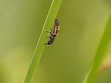 lienka - larva