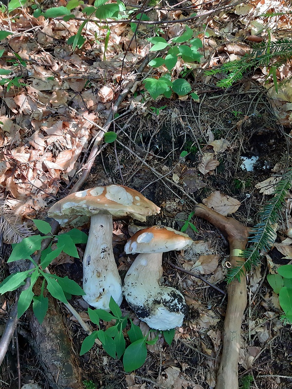 hríb smrekový Boletus edulis Bull.