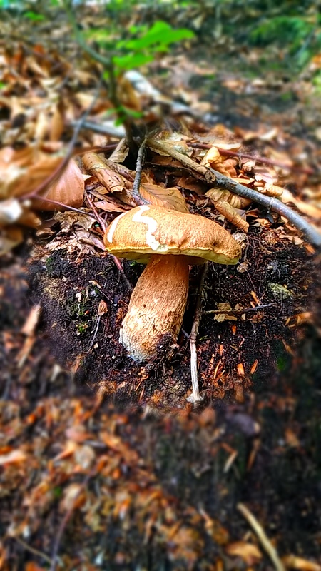 hríb dubový Boletus reticulatus Schaeff.