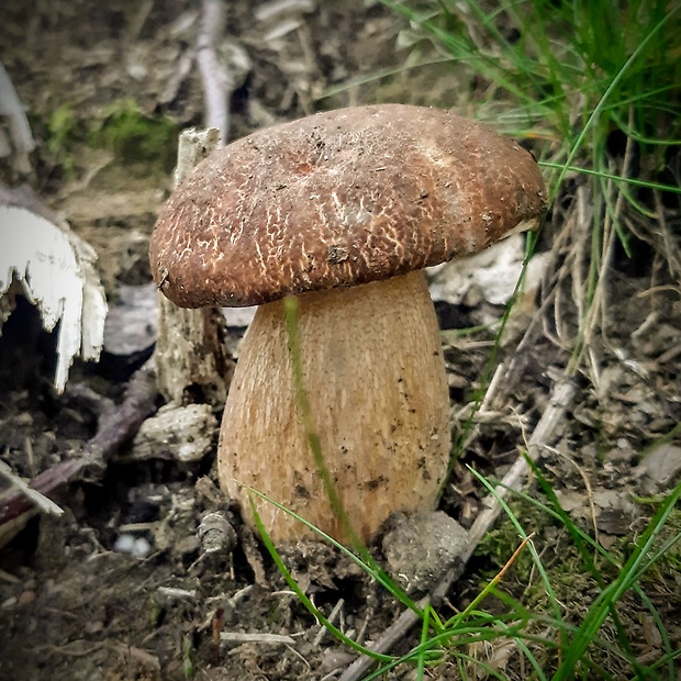 hríb dubový Boletus reticulatus Schaeff.