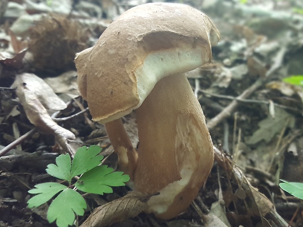 hríb dubový Boletus reticulatus Schaeff.