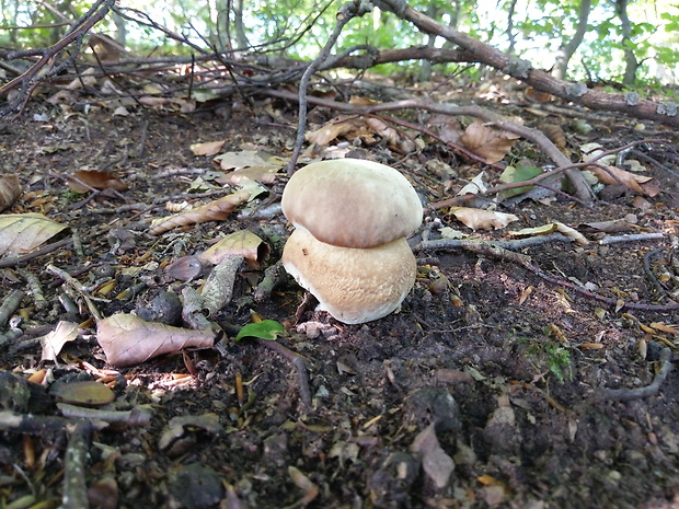 hríb dubový Boletus reticulatus Schaeff.